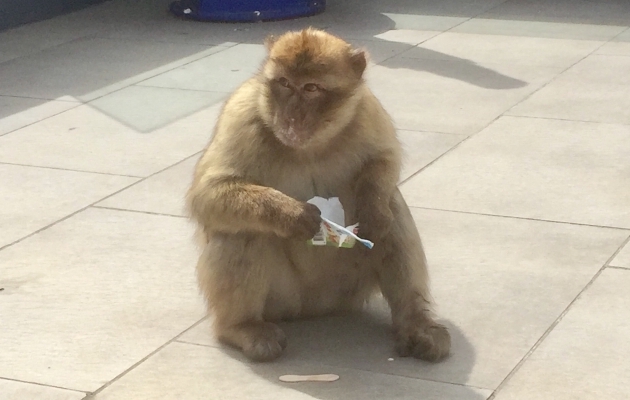 Gibraltari ahv sööb turistilt pihta pandud jäätist. Foto: Ott Järvela