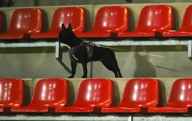Koer tundis end Tšiili ja Venezuela mängu ajal väljakul mõnusalt