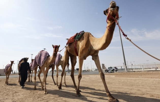 Kataris toimuv MM on esimene, mida võõrustab mõni Araabiamaa. Fotol võistlejate paraad nädal aega tagasi enne Al-Shahaniyas peetud kaamlite võidujooksuvõistlus. Foto: Scanpix / Reuters / Amr Abdallah Dalsh