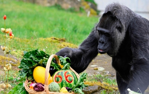 Tallinna Gorillad pakatavad enesekindlusest: te ju ei taha olla need, kes ei saa aru, mida jalgpall tähendab?